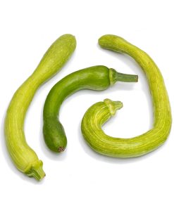 Zucchina trombetta